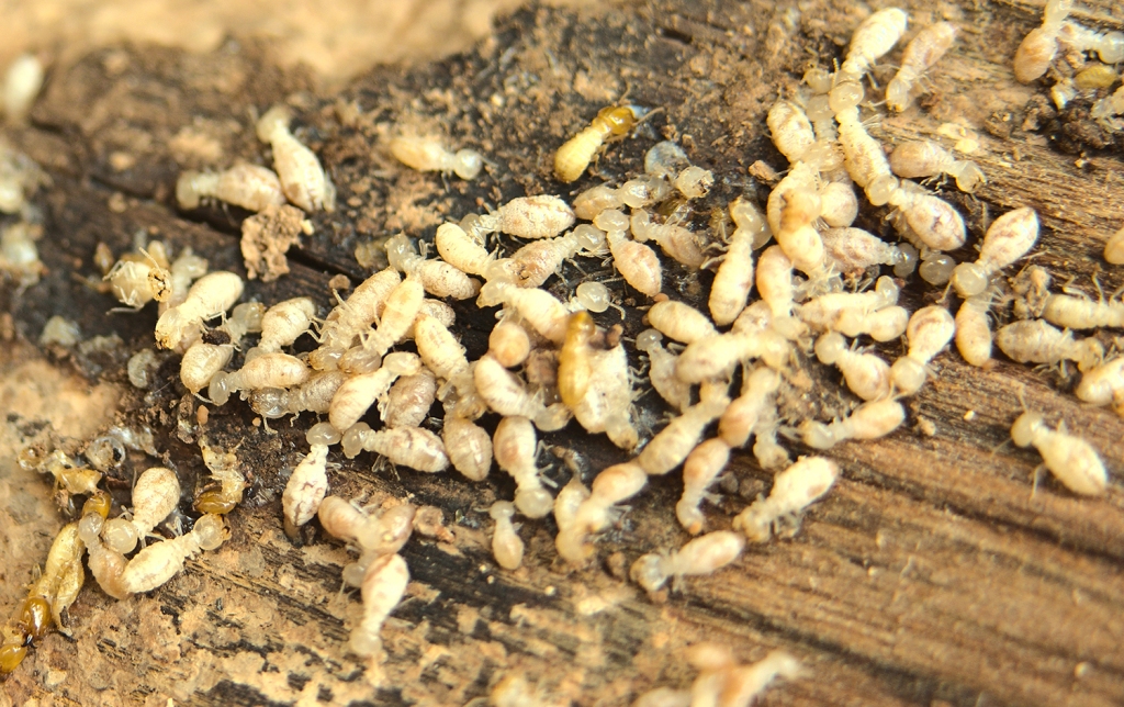 How to Identify Common Signs of Termite Infestation